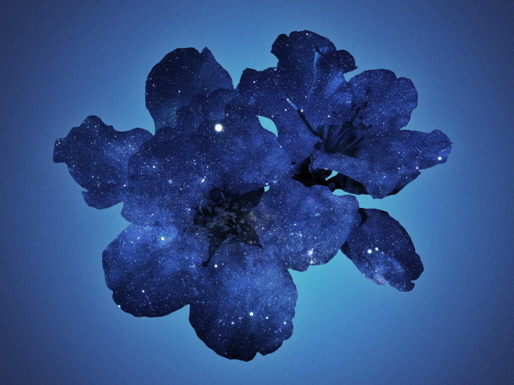 floraison nocturne 2